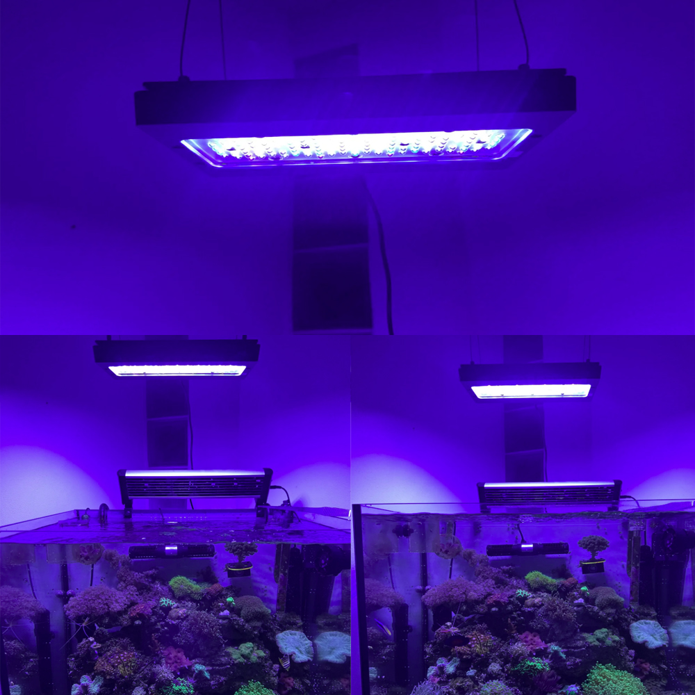 إضاءة LED للشعاب المرجانية الب - مراجعة Aquarium Blue Marine وسعره