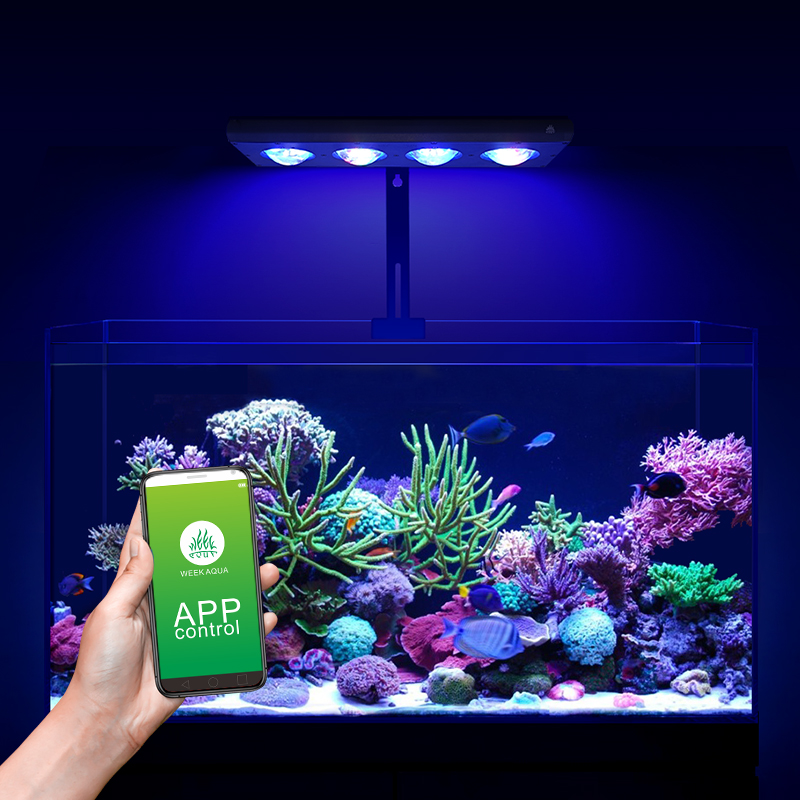 ZXY رائجة البيع WEEKAQUA Z250  - مراجعة Aquarium Blue Marine وسعره