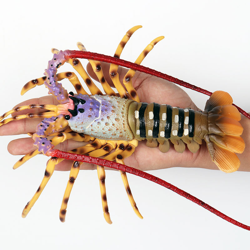 تماثيل واقعية للحياة البحرية:  - مراجعة Marine Aquarium Hermit Crab وسعره