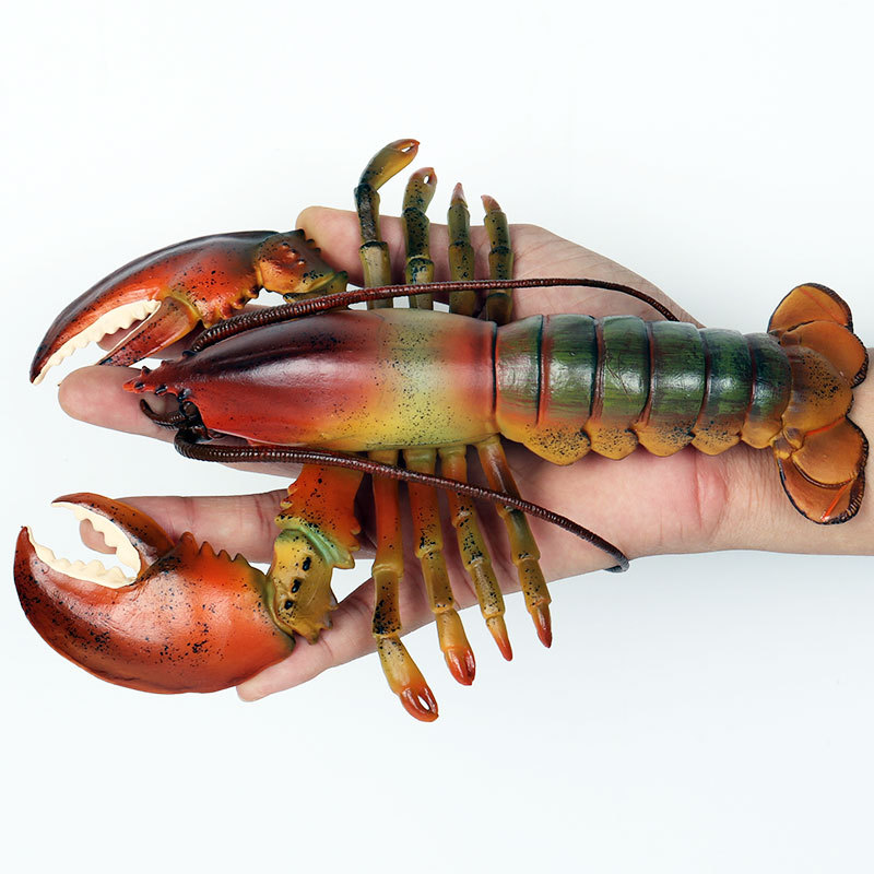 تماثيل واقعية للحياة البحرية:  - مراجعة Marine Aquarium Hermit Crab وسعره